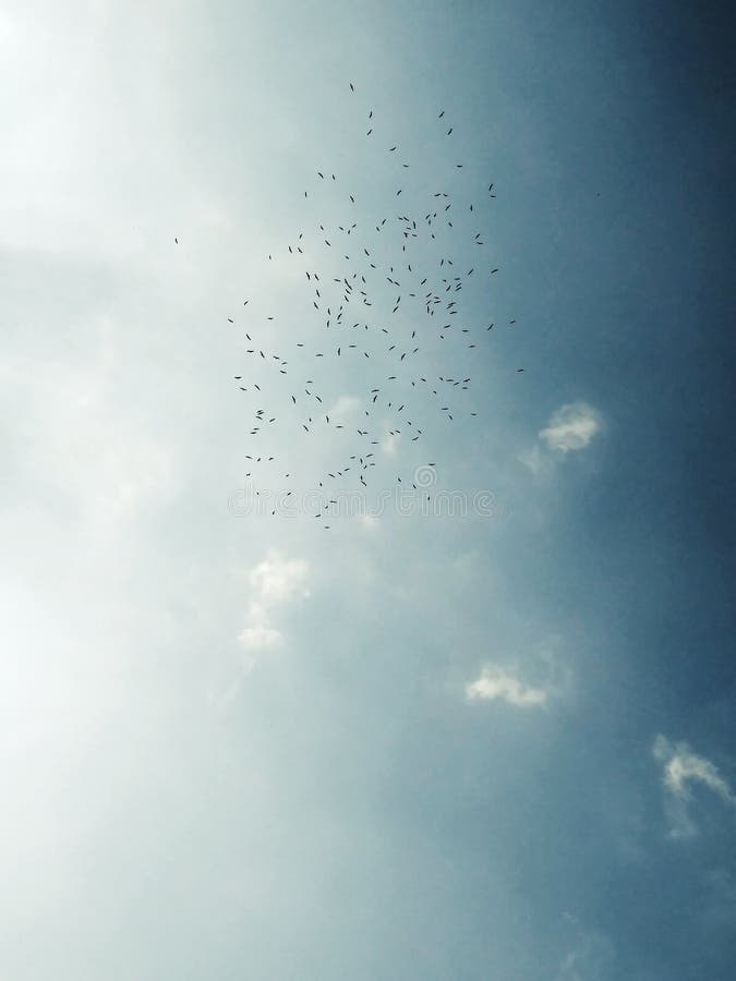 A flock of birds in the sky. Crows Dance. A flock of birds in the sky. Crows Dance