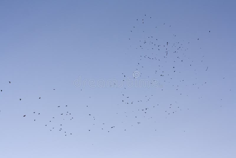 Flock of crows flying on high altitude. Flock of crows flying on high altitude