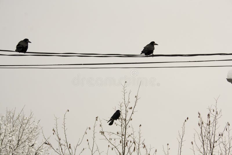 Crows sitting on wires and on top of tree. Crows sitting on wires and on top of tree