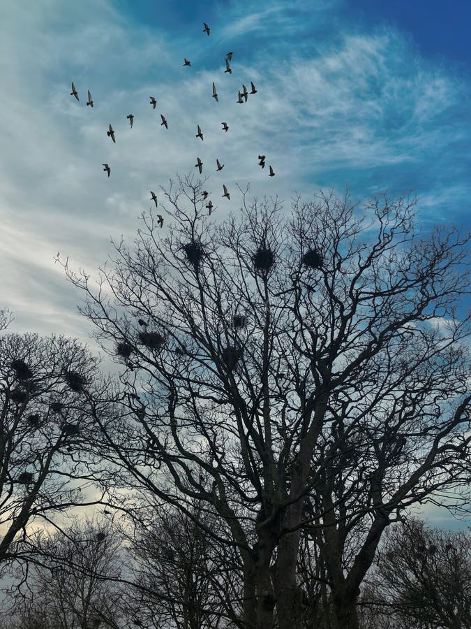 a bunch of crows nests with birds flying over with a blue cloudy sky. a bunch of crows nests with birds flying over with a blue cloudy sky