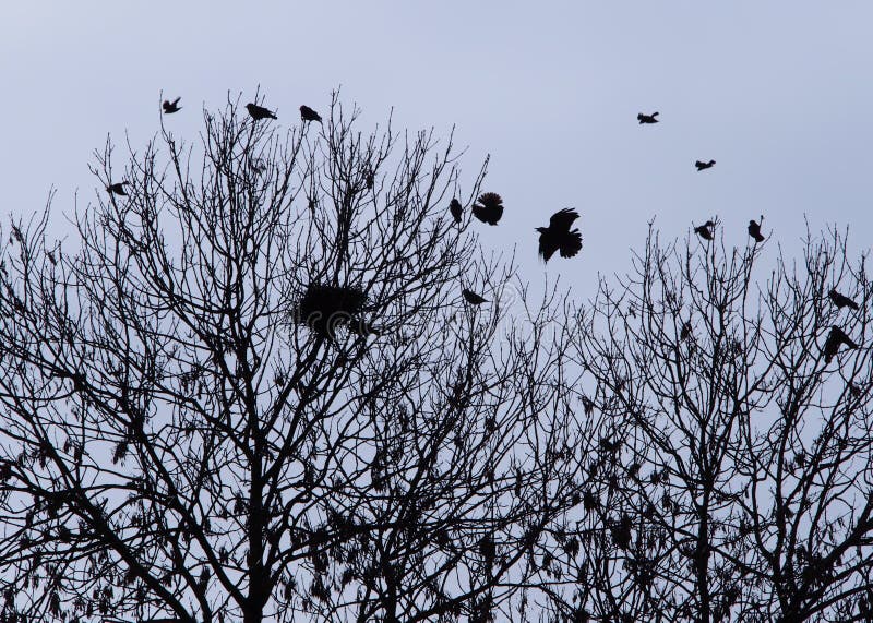 Crows nesting in woodland bare forest winter trees. Crows nesting in woodland bare forest winter trees