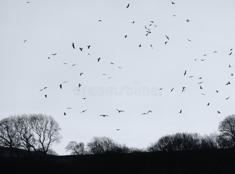 A mass of crows flocking over a dark winter evening sky with black bare trees in silhouette. A mass of crows flocking over a dark winter evening sky with black bare trees in silhouette