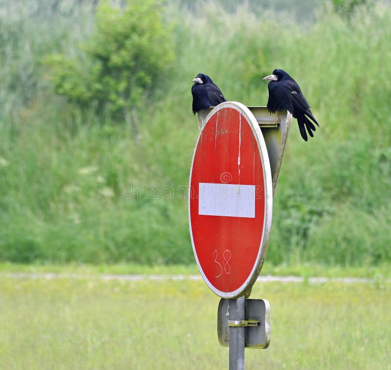 Warning: driving in the wrong direction can have serious consequences - the crows wait for an accident. Warning: driving in the wrong direction can have serious consequences - the crows wait for an accident