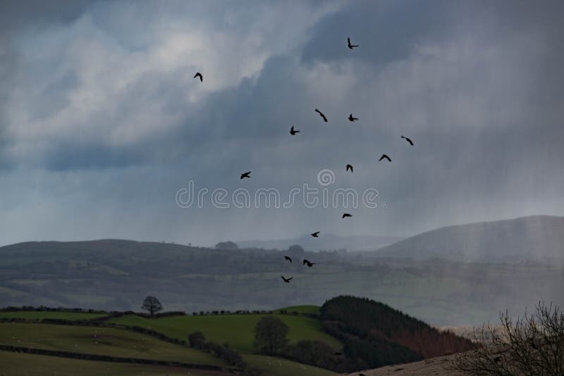 Crows taking flight from a snow shower in the mountains of mid Wales. Crows taking flight from a snow shower in the mountains of mid Wales.