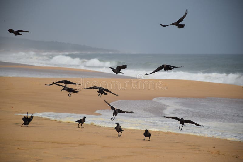 Crows flying sea shore  background natural scenic view sand blue sky. Crows flying sea shore  background natural scenic view sand blue sky