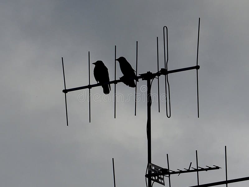 Crows sitting on antenna in Nenagh Ireland. Crows sitting on antenna in Nenagh Ireland