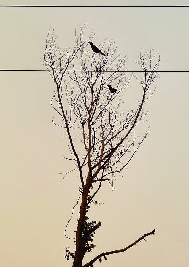 Two crows on tree , in the winter morning. Two crows on tree , in the winter morning