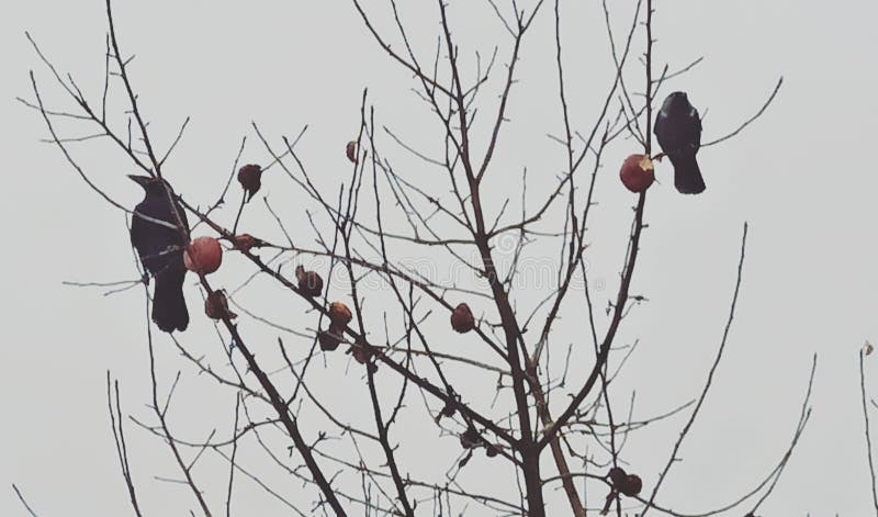Crows on an Apple tree in autumn. Crows on an Apple tree in autumn