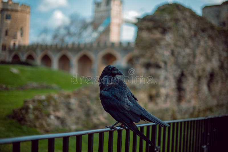 Another attraction for tourists is the crows in the Tower. They are watching you. Another attraction for tourists is the crows in the Tower. They are watching you