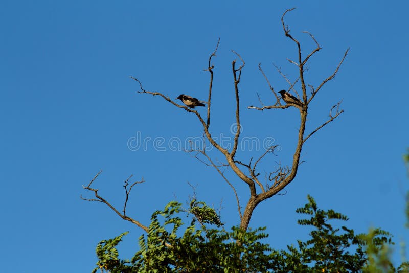Two crows sitting on a dead and dry tree in the evening light. Two crows sitting on a dead and dry tree in the evening light.