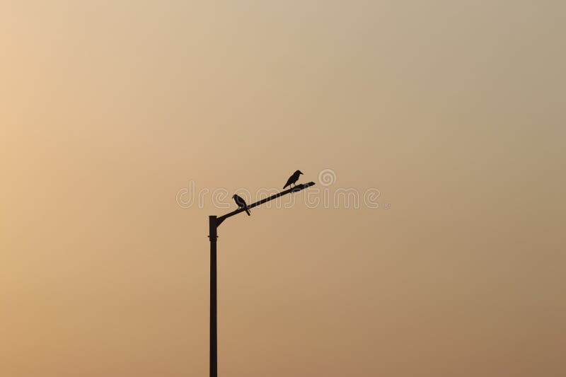 Crows sitting on a street lamp during sunset. Crows sitting on a street lamp during sunset