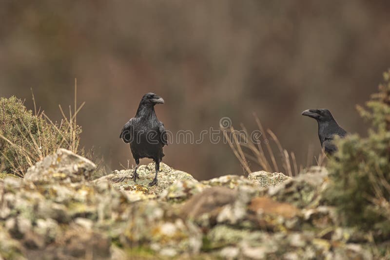 Crows standing on stone ground. Crows standing on stone ground.