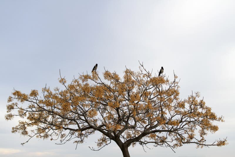 Crows Standing On Blossomed Tree Branches, Clear Blue Sky With Copy Space. Crows Standing On Blossomed Tree Branches, Clear Blue Sky With Copy Space
