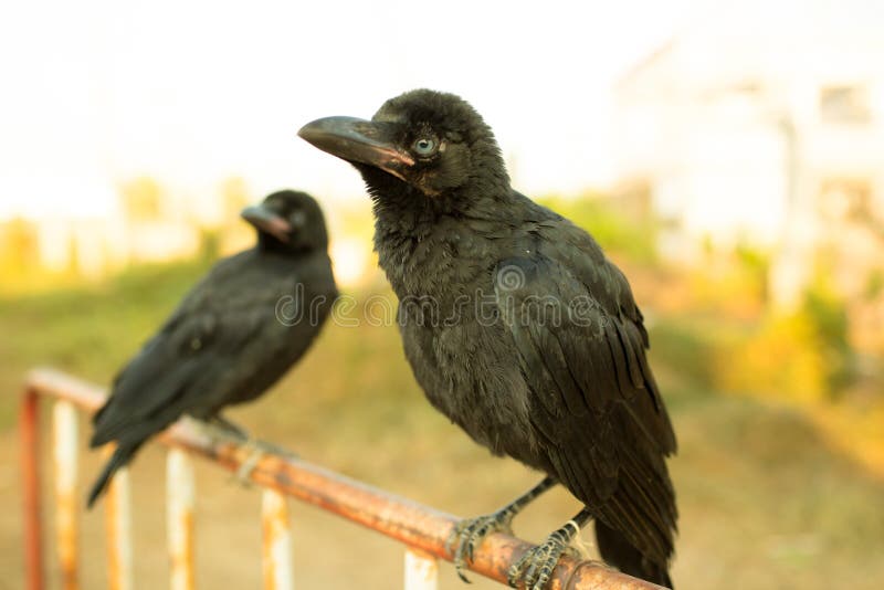 Crows holding on iron traffic barrier. Crows holding on iron traffic barrier.