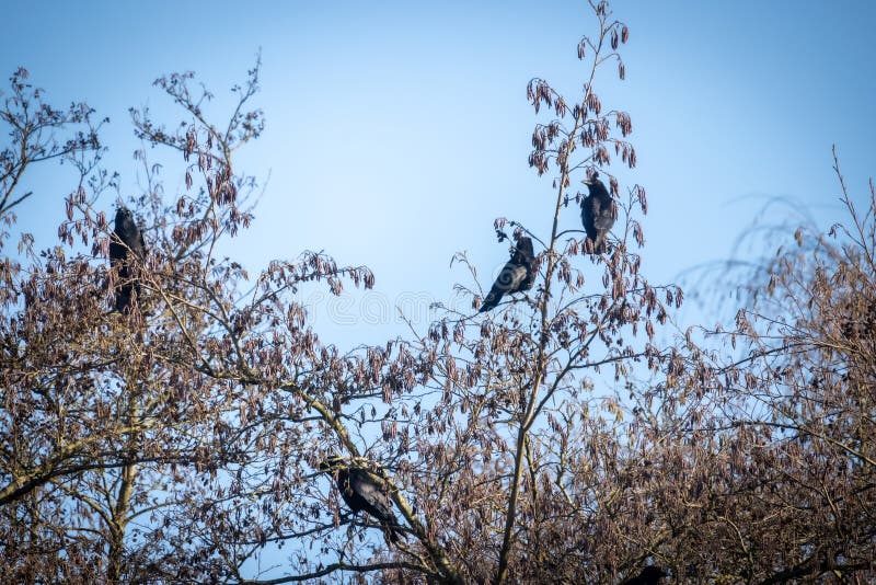 This image captures the stark beauty of winter with several crows perched in the bare branches of a tree. The tree&#x27;s intricate branch pattern creates a natural lattice against the clear blue sky, while the crows add a touch of life and wildness to the scene. Crows Perched in Wintery Tree Branches. High quality photo. This image captures the stark beauty of winter with several crows perched in the bare branches of a tree. The tree&#x27;s intricate branch pattern creates a natural lattice against the clear blue sky, while the crows add a touch of life and wildness to the scene. Crows Perched in Wintery Tree Branches. High quality photo
