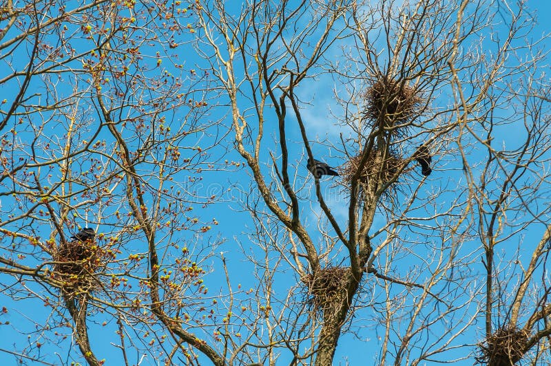 Crows nests on a tree on a clear spring sunny day. Crows nests on a tree on a clear spring sunny day