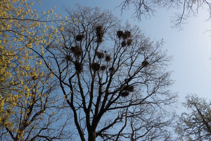 crows nests on tree branches,. crows nests on tree branches,