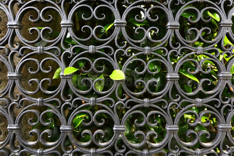 Wrought iron of a gate with the hedge behind, Piemonte. Wrought iron of a gate with the hedge behind, Piemonte