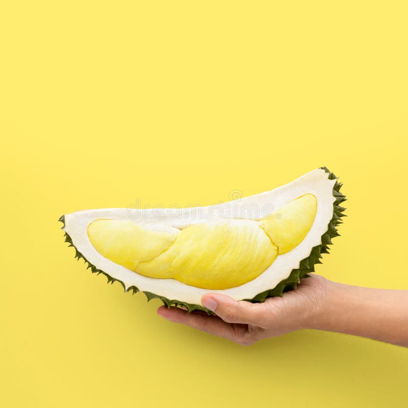 Wręcza trzymać świeżego rżniętego durian na żółtym tle obraz royalty free Wręcza trzymać świeżego rżniętego durian na żółtym tle obraz royalty free
