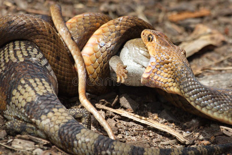Wschodni Brown wąż vs Bluetongue jaszczurka