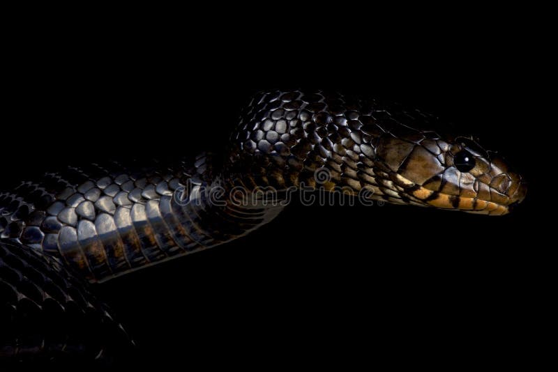 Wschodni indygowy wąż (Drymarchon couperi)