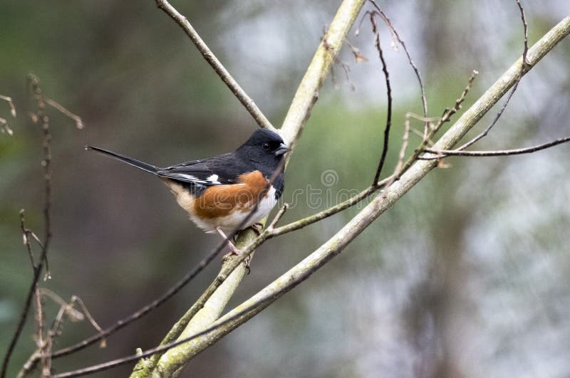 Wschodni Towhee ptak śpiewający, Gruzja usa. Wschodni Towhee ptak umieszczał na gałąź w Walton okręgu administracyjnym, dziąsła Wschodni towhee Pipilo erythrophthalmus jest wielkim Nowego światu wróblem Ich lęgowy siedlisko jest brushy terenami przez wschodniego Północna Ameryka