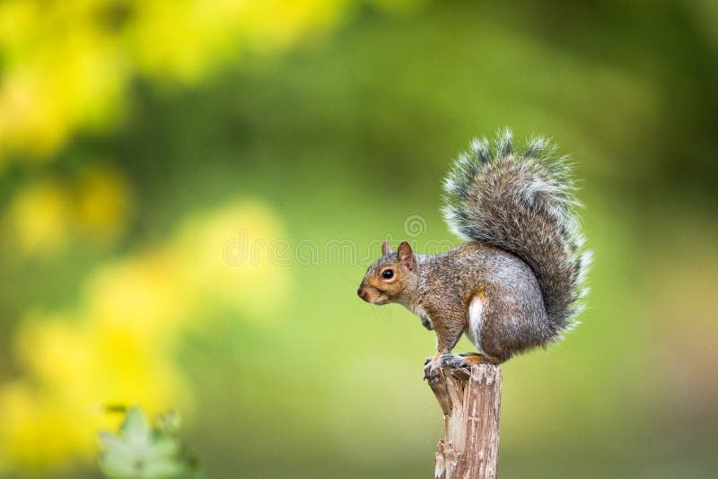 Wschodnia Popielata wiewiórka fotografia stock