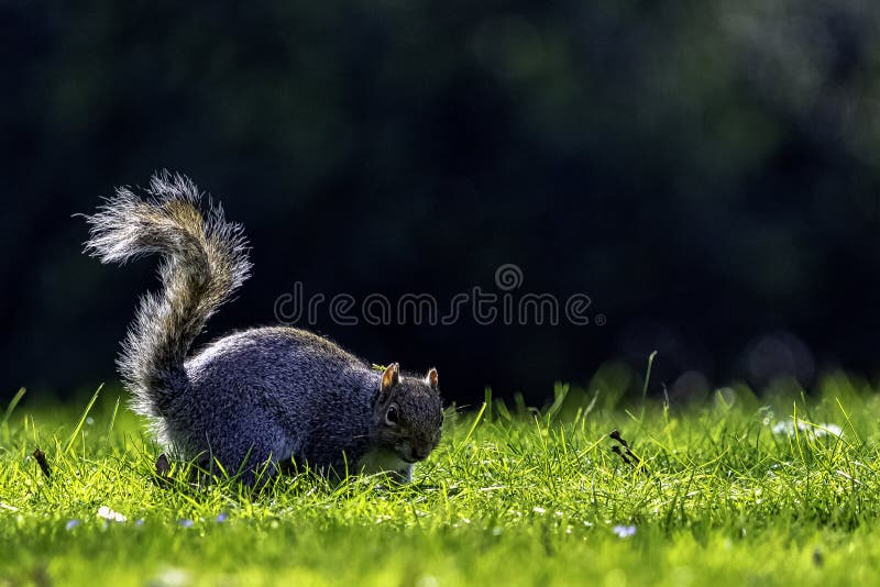 Wschodnich szarość squirrel/Sciurus carolinensis w Brytyjski parku zdjęcie stock Wschodnich szarość squirrel/Sciurus carolinensis w Brytyjski parku zdjęcie stock