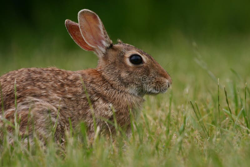 wschodnie cottontail królik. obraz royalty free wschodnie cottontail królik. obraz royalty free