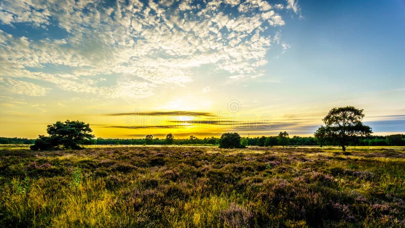 Wschód słońca nad Ermelose Heide z Calluna wrzosami w pełnym kwiacie fotografia royalty free Wschód słońca nad Ermelose Heide z Calluna wrzosami w pełnym kwiacie fotografia royalty free