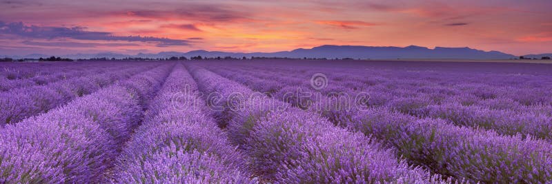 Wschód słońca nad polami lawenda w Provence, Francja obraz stock Wschód słońca nad polami lawenda w Provence, Francja obraz stock