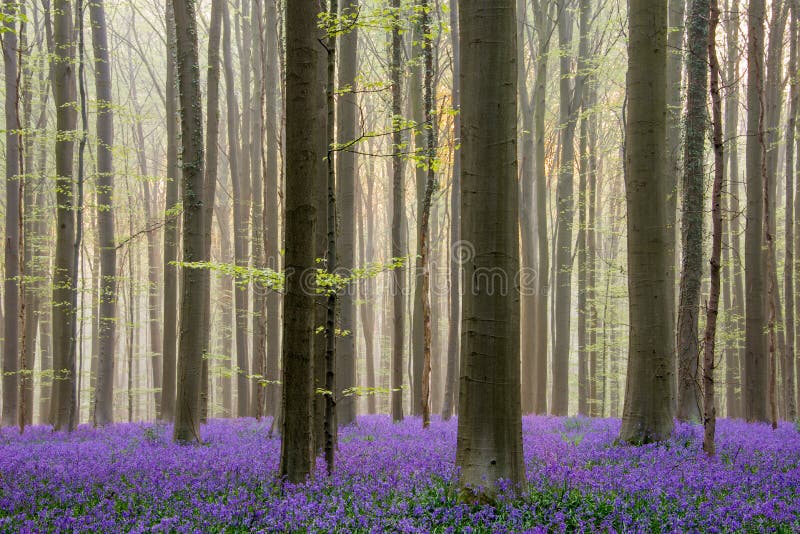 Wschód słońca w Hallerbos obraz royalty free Wschód słońca w Hallerbos obraz royalty free