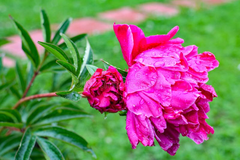 Wspaniała purpurowa peonia na zielonym tle obraz stock Wspaniała purpurowa peonia na zielonym tle obraz stock