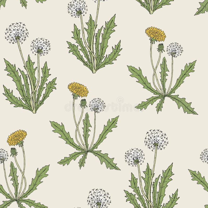 Wspaniały barwiony botaniczny bezszwowy wzór z kwitnącymi dandelion roślinami, kolorów żółtych kwiaty, ziarno przewodzi i liść rę ilustracja wektor Wspaniały barwiony botaniczny bezszwowy wzór z kwitnącymi dandelion roślinami, kolorów żółtych kwiaty, ziarno przewodzi i liść rę ilustracja wektor