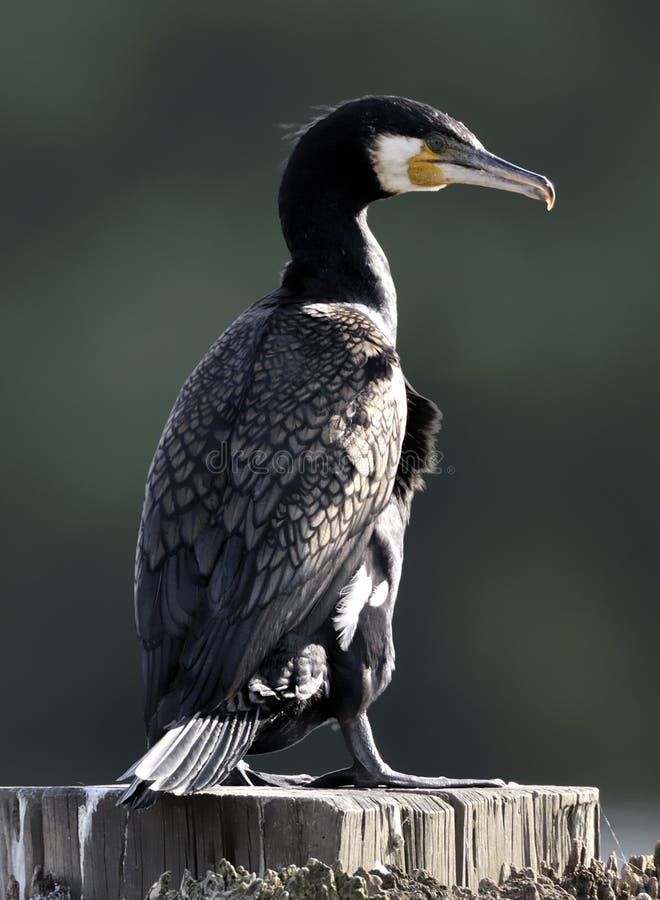 Wspaniały kormoranów