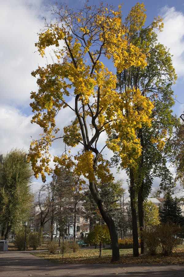 Wonderful autumn days in the city park. Maple covered with yellow foliage in a city park. Wonderful autumn days in the city park. Maple covered with yellow foliage in a city park