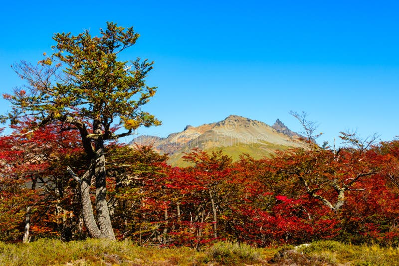 Wunderbare Landschaft von Patagonia ` s Tierra del Fuego National Par stockfoto Wunderbare Landschaft von Patagonia ` s Tierra del Fuego National Par stockfoto