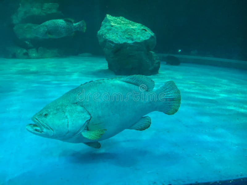 Wunderbare und sch?ne Unterwasserwelt mit Korallen und tropischen Fischen lizenzfreie stockfotografie Wunderbare und sch?ne Unterwasserwelt mit Korallen und tropischen Fischen lizenzfreie stockfotografie