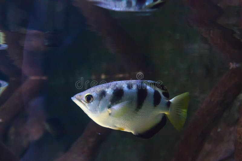Wunderbare und schöne Unterwasserwelt mit Korallen und tropischen Fischen stockfoto Wunderbare und schöne Unterwasserwelt mit Korallen und tropischen Fischen stockfoto