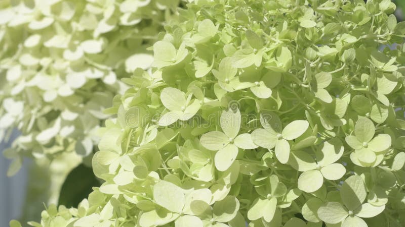 Wunderschöne Blüte von Linde Hydrangea Blüte im Garten bei sonniger Tag. schließen stock video footage