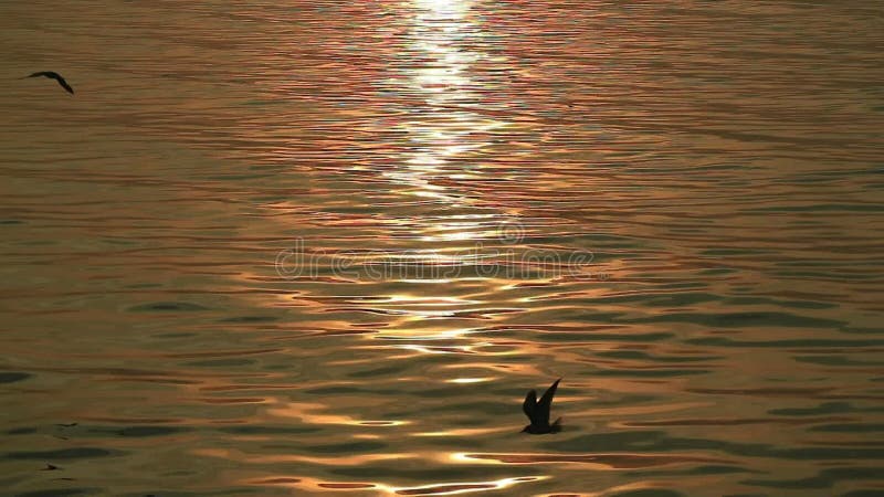 Wunderschöne goldene Meer Welligkeit mit Sonnenlicht Reflexionen und Silhouette von fliegenden Möwen