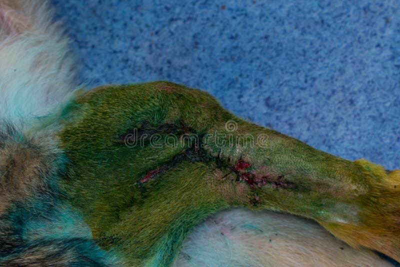 Wundheilung Nach 2 Wochen Chirurgie, Zum Eines Tumors Im Hundebein Zu