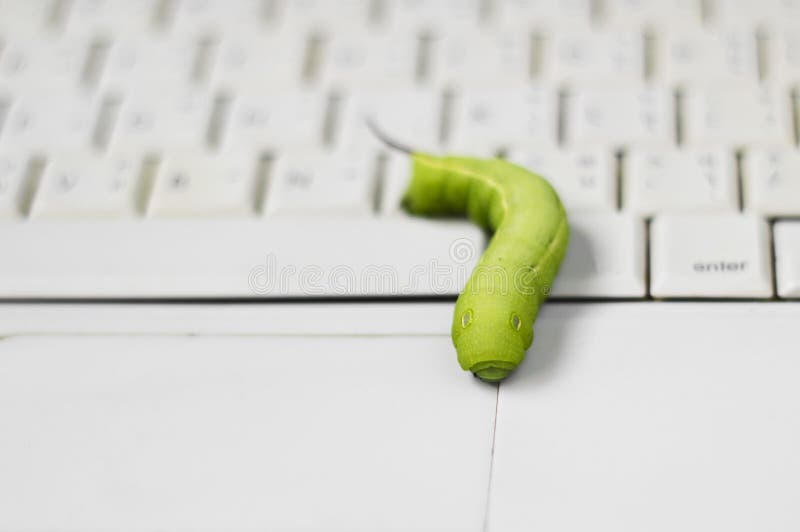 Wurmwanze auf Computer lizenzfreies stockbild Wurmwanze auf Computer lizenzfreies stockbild