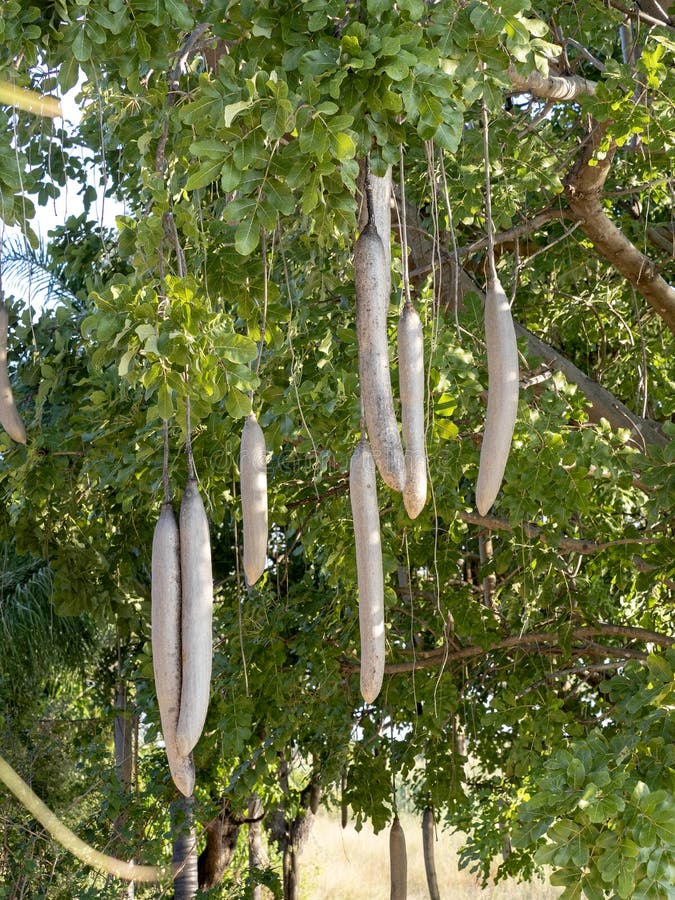 Wurst-Baum, Kigelia-africana mit Früchten, Namibia lizenzfreies stockfoto Wurst-Baum, Kigelia-africana mit Früchten, Namibia lizenzfreies stockfoto