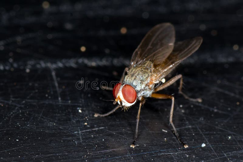 Wurzel-Maden-Fliege lizenzfreies stockbild Wurzel-Maden-Fliege lizenzfreies stockbild