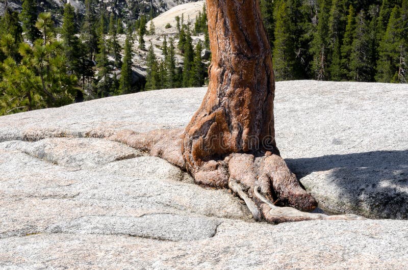 Kiefernwurzel stockfoto. Bild von farben, boden, wurzeln 28822594