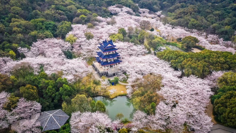 Aerial View Of The Yuantouzhu Park Surrounded By Cherry Blossoms In