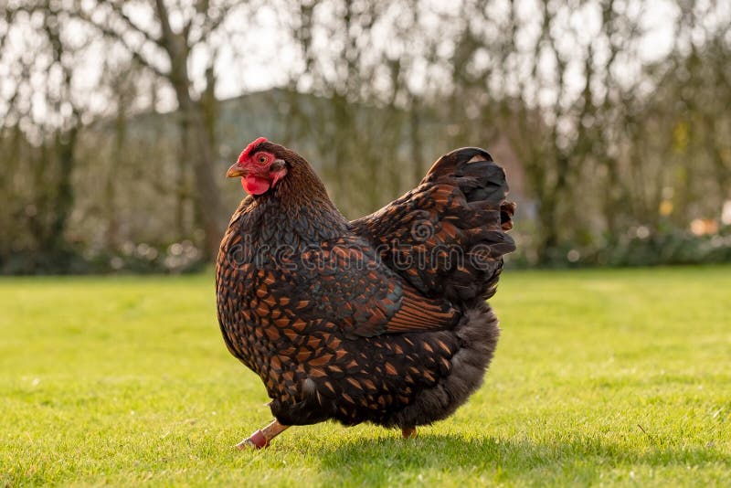 Wyandott adult, care a fost văzut alergând într-o grădină privată mare în timpul primăverii. royalty free stock photo