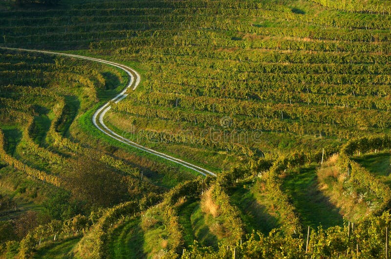 Curved path in autumn vineyard. Curved path in autumn vineyard
