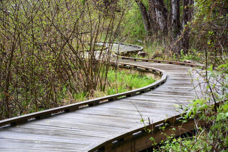 A curved boardwalk forms part of a trail through wetlands. A curved boardwalk forms part of a trail through wetlands